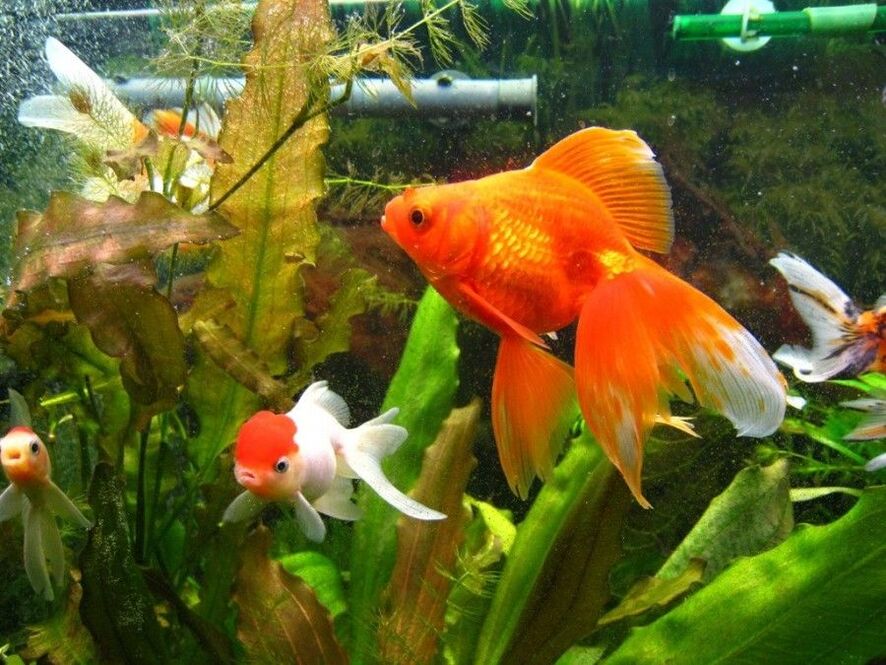 silver aquarium with goldfish