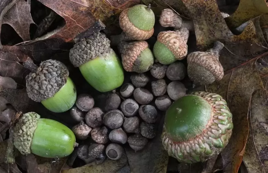 lucky amulet - acorn