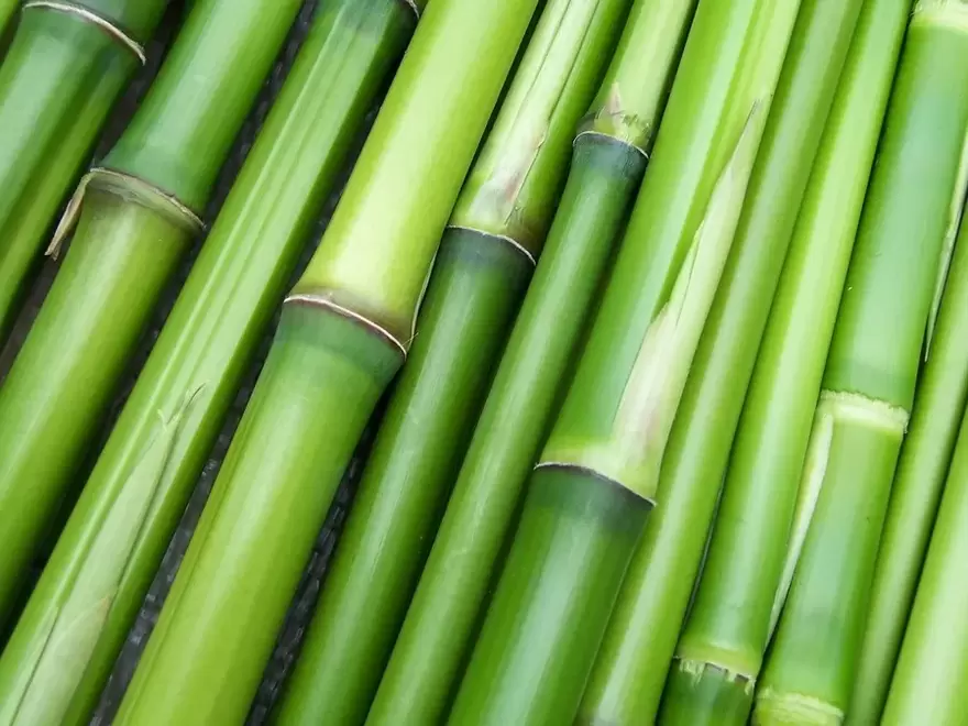 lucky amulet - bamboo