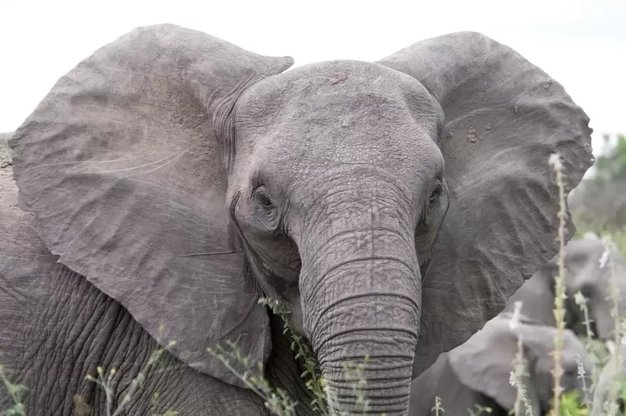 lucky amulet - elephant